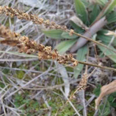 Plantago varia (Native Plaintain) at Evatt, ACT - 30 Jun 2020 by rbtjwht