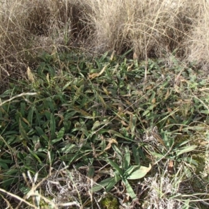 Plantago varia at Evatt, ACT - 30 Jun 2020