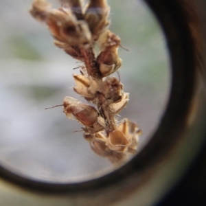 Plantago varia at Evatt, ACT - 30 Jun 2020