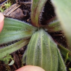 Plantago varia at Evatt, ACT - 30 Jun 2020