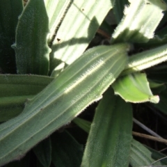 Plantago varia at Evatt, ACT - 30 Jun 2020