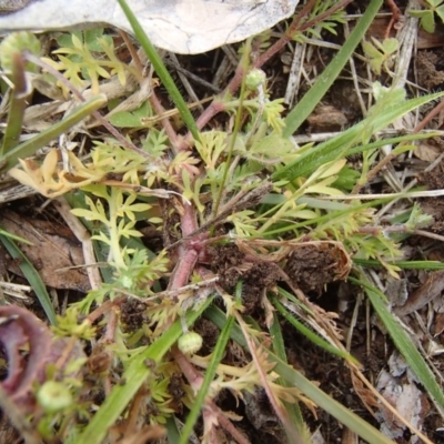 Cotula australis (Common Cotula, Carrot Weed) at Holt, ACT - 6 Jul 2020 by rbtjwht