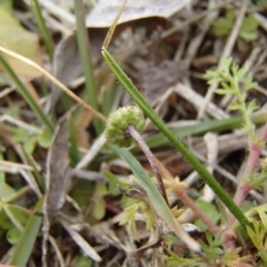 Cotula australis at Holt, ACT - 6 Jul 2020 01:05 PM