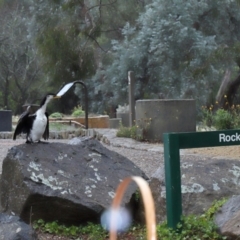 Microcarbo melanoleucos (Little Pied Cormorant) at Acton, ACT - 9 Aug 2020 by Tim L