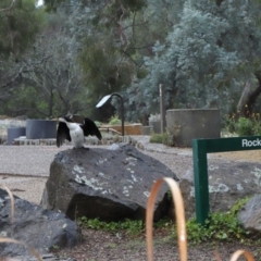 Microcarbo melanoleucos at Acton, ACT - 9 Aug 2020