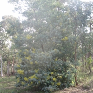 Acacia baileyana x Acacia dealbata at Aranda, ACT - 6 Aug 2020