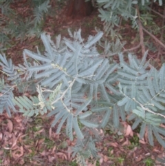 Acacia baileyana x Acacia dealbata at Aranda, ACT - 6 Aug 2020