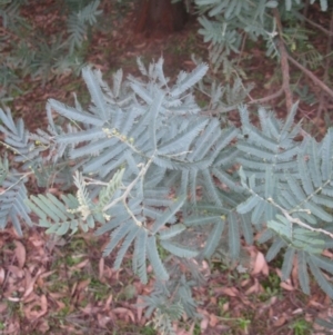 Acacia baileyana x Acacia dealbata at Aranda, ACT - 6 Aug 2020