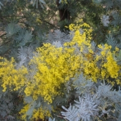 Acacia baileyana x Acacia dealbata at Aranda, ACT - 6 Aug 2020