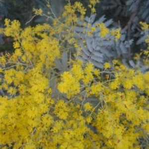 Acacia baileyana x Acacia dealbata at Aranda, ACT - 6 Aug 2020