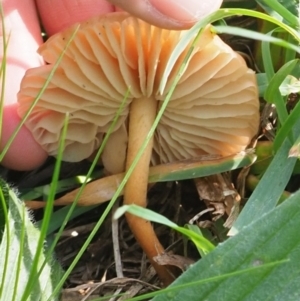 zz agaric (stem; gills white/cream) at Latham, ACT - 10 May 2020 01:48 PM