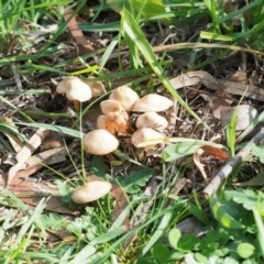 zz agaric (stem; gills white/cream) at Latham, ACT - 10 May 2020 01:48 PM