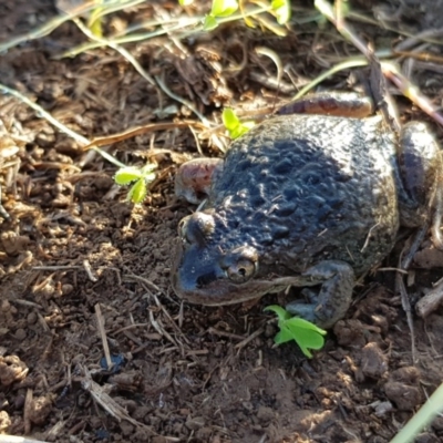 Limnodynastes tasmaniensis (Spotted Grass Frog) at Kaleen, ACT - 31 Jul 2020 by Jiggy