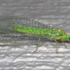 Apertochrysa edwardsi (A Green Lacewing) at Ainslie, ACT - 27 Nov 2019 by jb2602