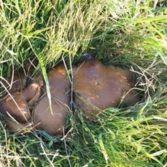 Unidentified Fungus at Umbagong District Park - 2 Jun 2020 by Caric