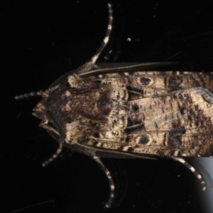 Agrotis porphyricollis at Ainslie, ACT - 27 Nov 2019