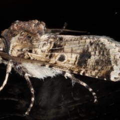 Agrotis porphyricollis at Ainslie, ACT - 27 Nov 2019 09:22 PM