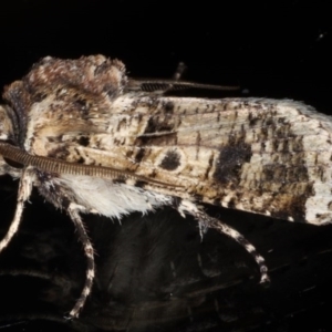 Agrotis porphyricollis at Ainslie, ACT - 27 Nov 2019