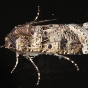 Agrotis porphyricollis at Ainslie, ACT - 27 Nov 2019