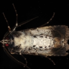 Agrotis porphyricollis at Ainslie, ACT - 27 Nov 2019