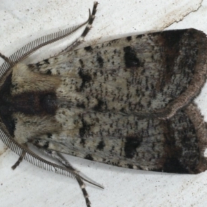 Agrotis porphyricollis at Ainslie, ACT - 27 Nov 2019