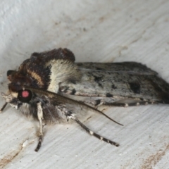 Agrotis porphyricollis at Ainslie, ACT - 27 Nov 2019