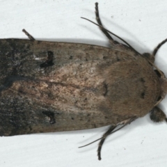 Proteuxoa tibiata (Horseshoe Noctuid) at Ainslie, ACT - 27 Nov 2019 by jbromilow50