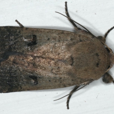 Proteuxoa tibiata (Horseshoe Noctuid) at Ainslie, ACT - 27 Nov 2019 by jb2602