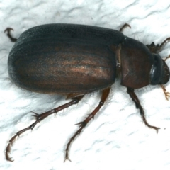 Sericesthis nigrolineata (Dusky pasture scarab) at Ainslie, ACT - 27 Nov 2019 by jbromilow50