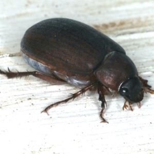 Sericesthis nigrolineata at Ainslie, ACT - 27 Nov 2019 07:43 PM