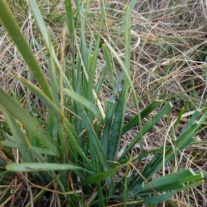 Lomandra filiformis subsp. coriacea at Franklin, ACT - 1 Aug 2020 11:31 AM