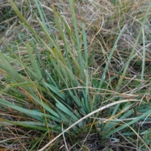 Lomandra filiformis subsp. coriacea at Franklin, ACT - 1 Aug 2020 11:31 AM