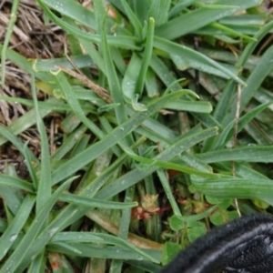 Arthropodium milleflorum at Franklin, ACT - 1 Aug 2020