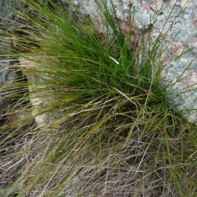 Lomandra filiformis subsp. filiformis (Wattle Matrush) at Franklin, ACT - 1 Aug 2020 by AndyRussell