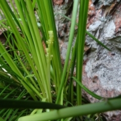 Lomandra filiformis subsp. filiformis at Franklin, ACT - 1 Aug 2020 11:47 AM