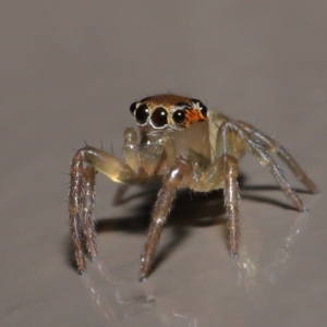 Prostheclina sp (genus) at Acton, ACT - 9 Aug 2020 12:57 PM