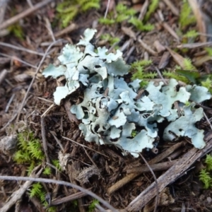 Lichen - foliose at Franklin, ACT - 1 Aug 2020