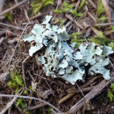 Lichen - foliose at Franklin, ACT - 1 Aug 2020 by JanetRussell