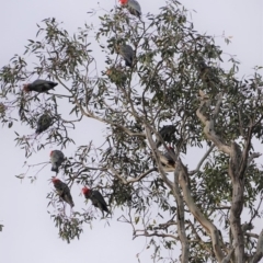 Callocephalon fimbriatum (Gang-gang Cockatoo) at Hughes, ACT - 9 Aug 2020 by JackyF