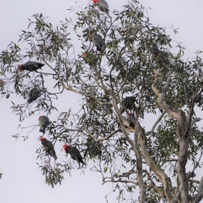 Callocephalon fimbriatum (Gang-gang Cockatoo) at Hughes, ACT - 9 Aug 2020 by JackyF