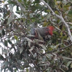 Callocephalon fimbriatum at Hughes, ACT - suppressed