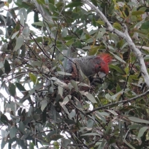 Callocephalon fimbriatum at Hughes, ACT - 9 Aug 2020