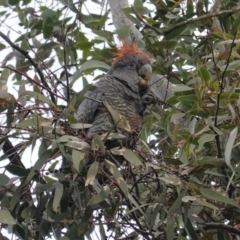 Callocephalon fimbriatum at Hughes, ACT - 9 Aug 2020