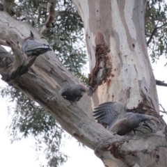 Callocephalon fimbriatum (Gang-gang Cockatoo) at GG229 - 9 Aug 2020 by JackyF