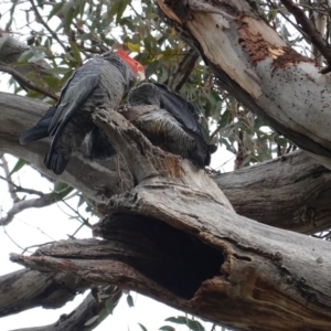 Callocephalon fimbriatum at Hughes, ACT - suppressed