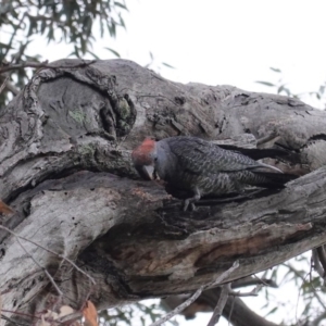 Callocephalon fimbriatum at Hughes, ACT - 9 Aug 2020