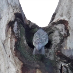 Callocephalon fimbriatum at Hughes, ACT - suppressed