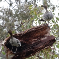 Chenonetta jubata (Australian Wood Duck) at GG38 - 9 Aug 2020 by JackyF