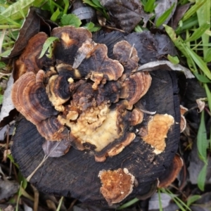 Trametes versicolor at Deakin, ACT - 9 Aug 2020