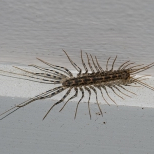 Scutigeridae (family) at Googong, NSW - 8 Aug 2020